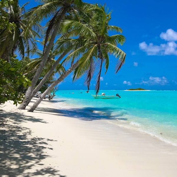 Praia de areia branca com coqueiros e mar azul